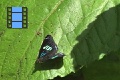 Scene 082_Diaethria neglecta on leaf